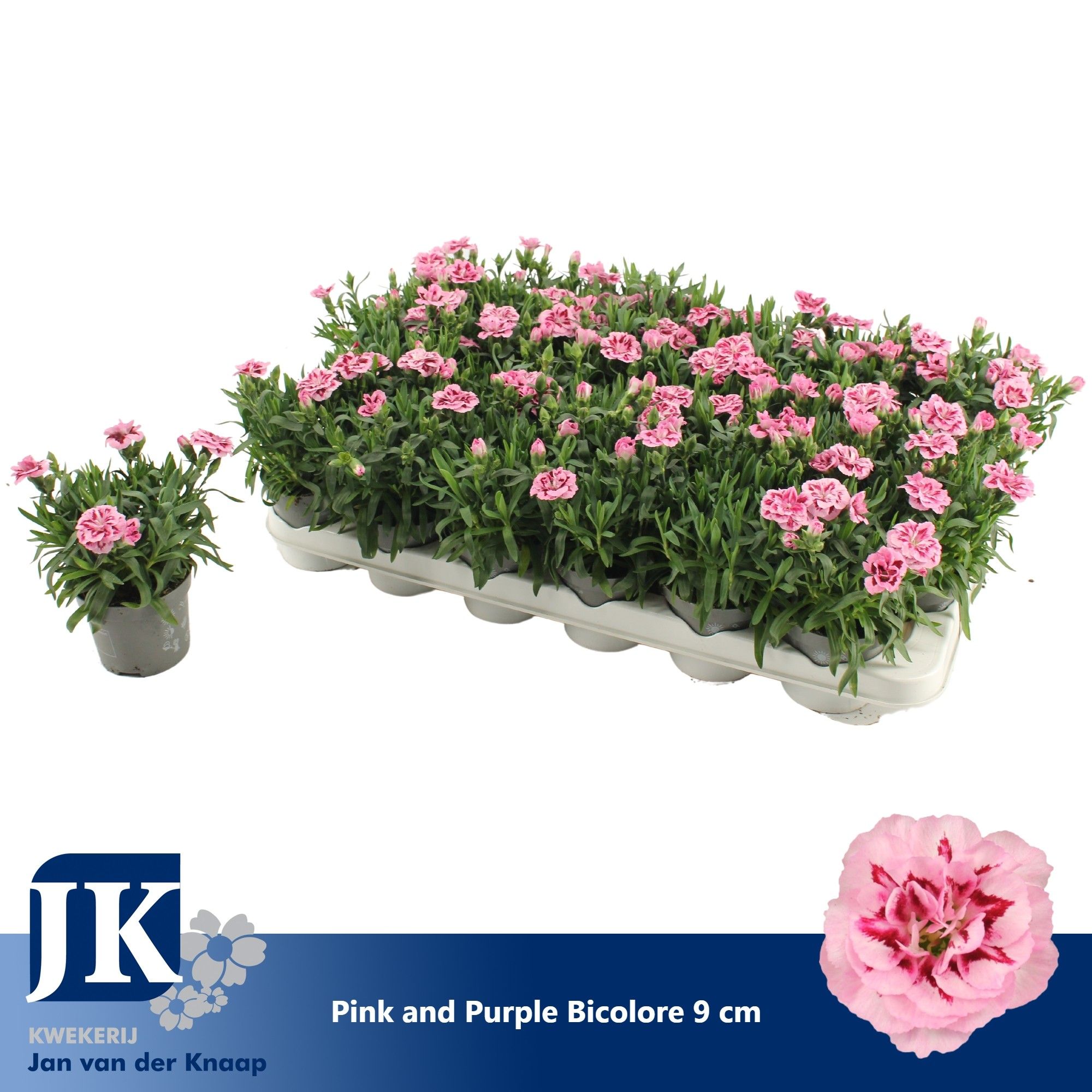 Dianthus Pink Purple Bicolor P 9, D 9