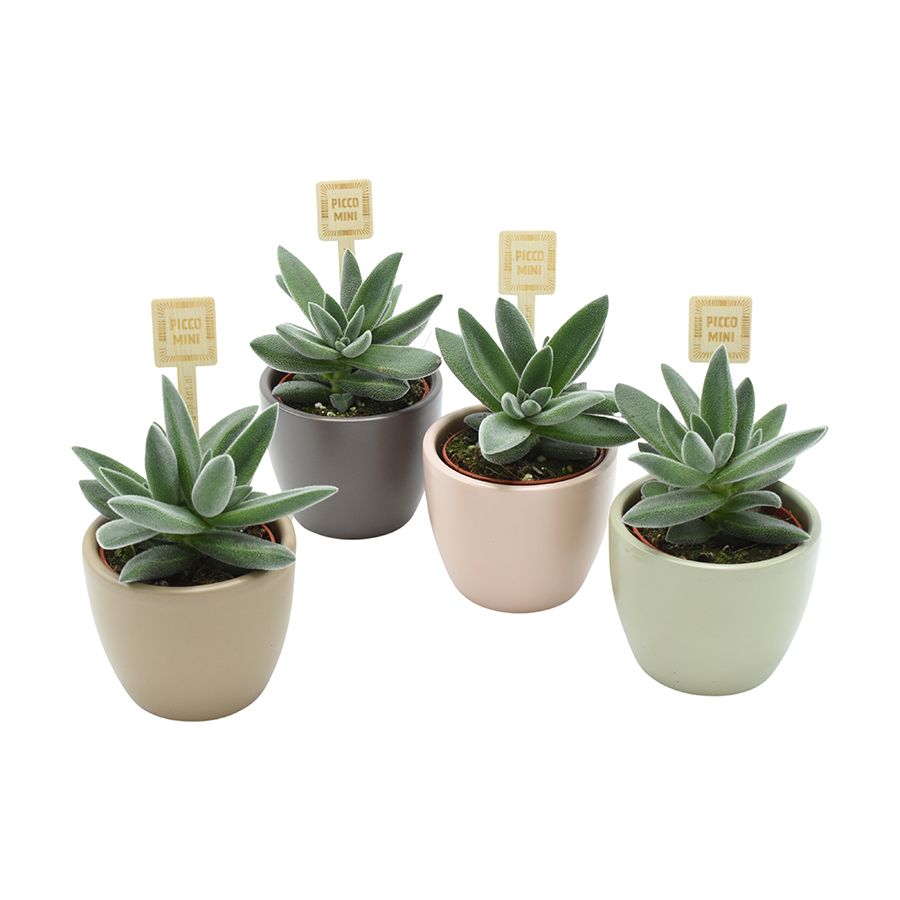 TARANTULA® in Dana Amigo mix ceramics, D 7