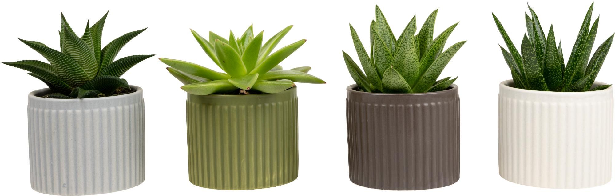 Line with Succulent mix, D 6