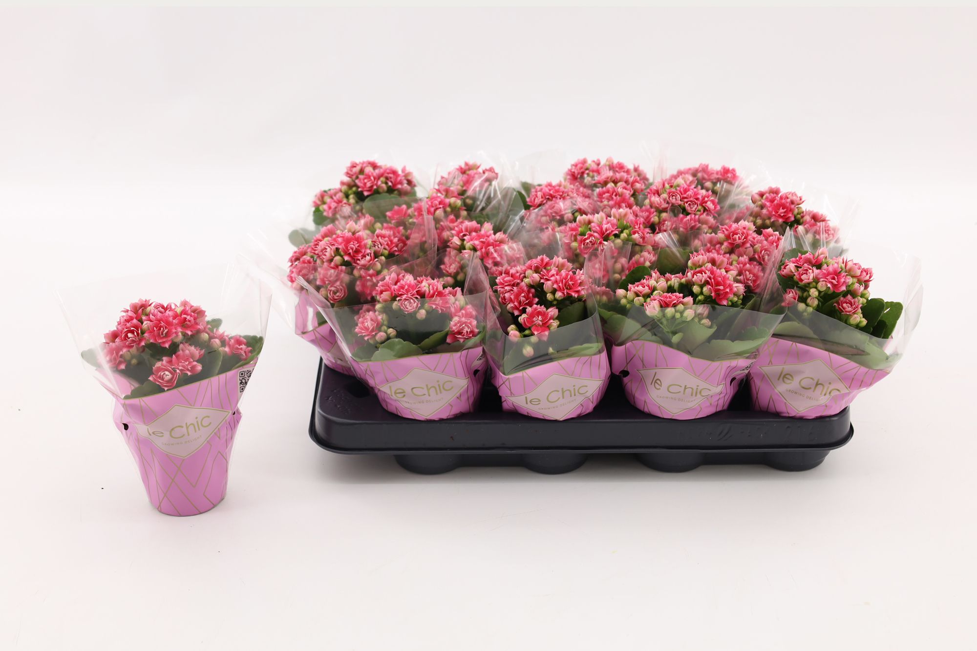 Kalanchoe Double, Le Chic Weaver, D 8