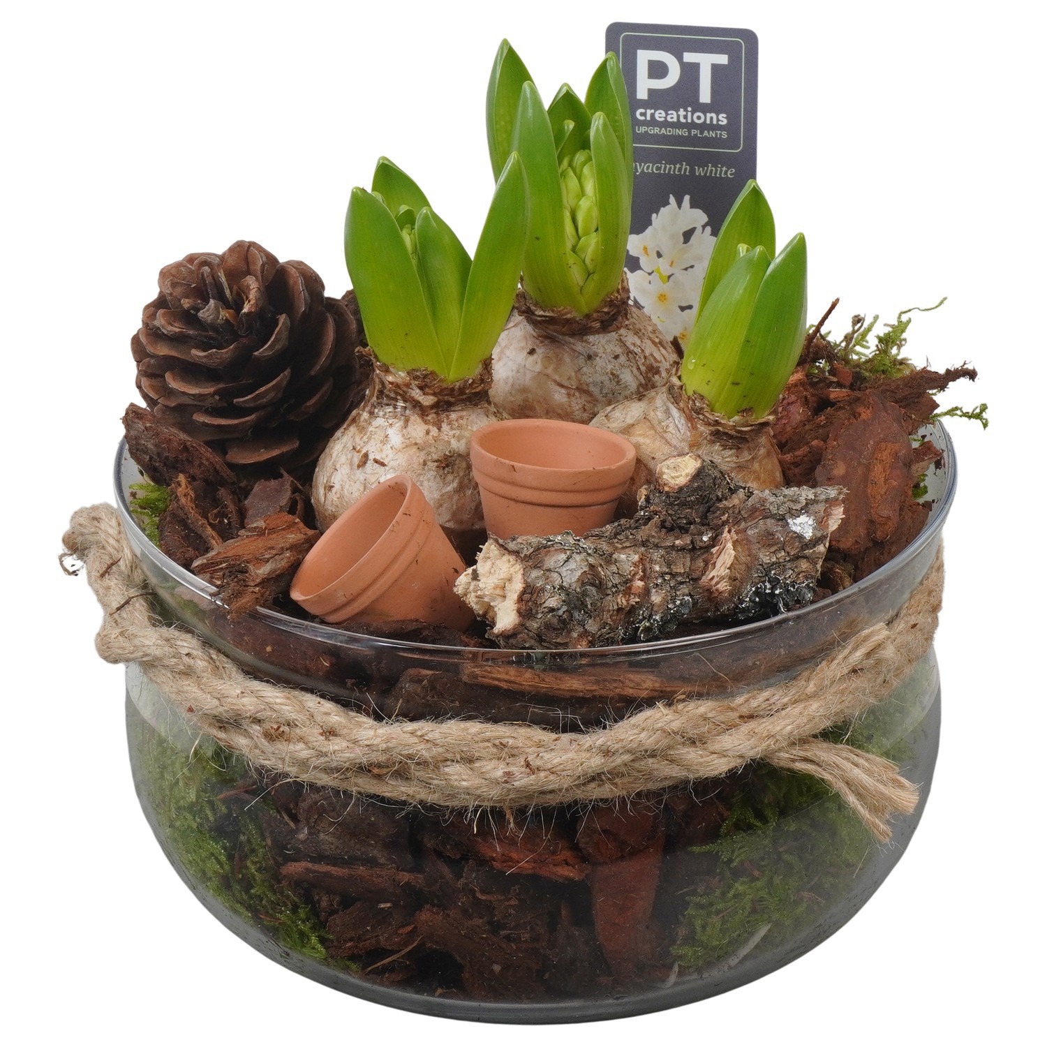 PTWH4035 Arrangement Winter Hyacint in glas schaal, D 19