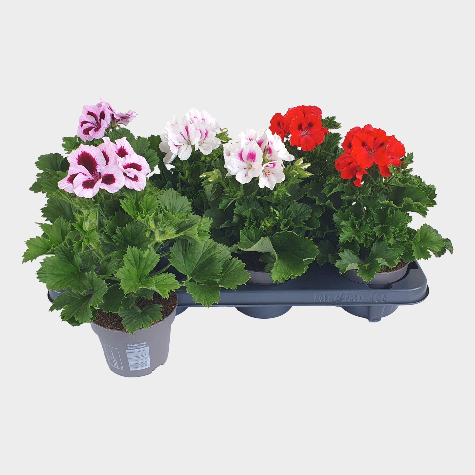 Pelargonium grand mixtray 3 kleur, D 12