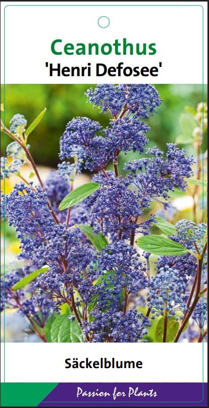 Ceanothus del. 'Henri Défossé' 40-50C5, D 23 cm