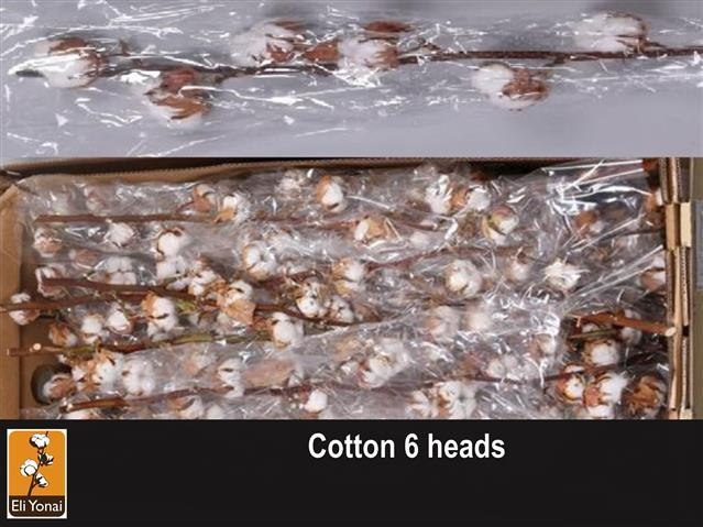 Хлопок Вайт 60, шт.