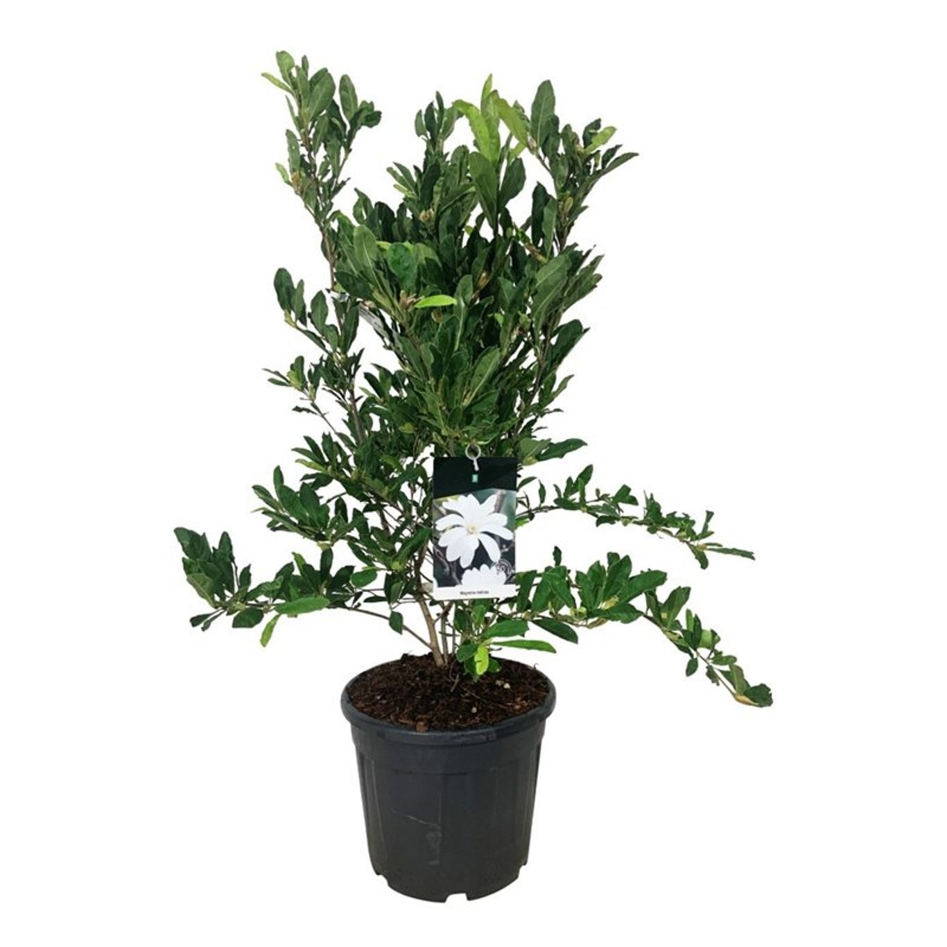 Magnolia stellata, D 40 cm