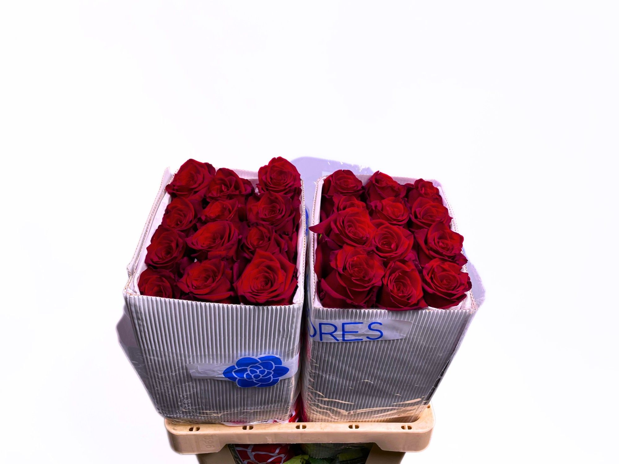 Роза од. Эксплорер 60 (красн.), шт.