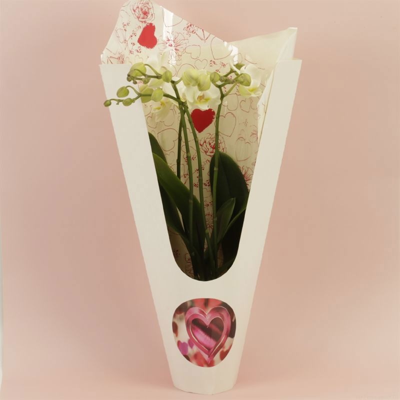 Phalaenopsis Anthura Inverness Wild 4 tak Inverness shorty Ceta Valentine luxury, D 12