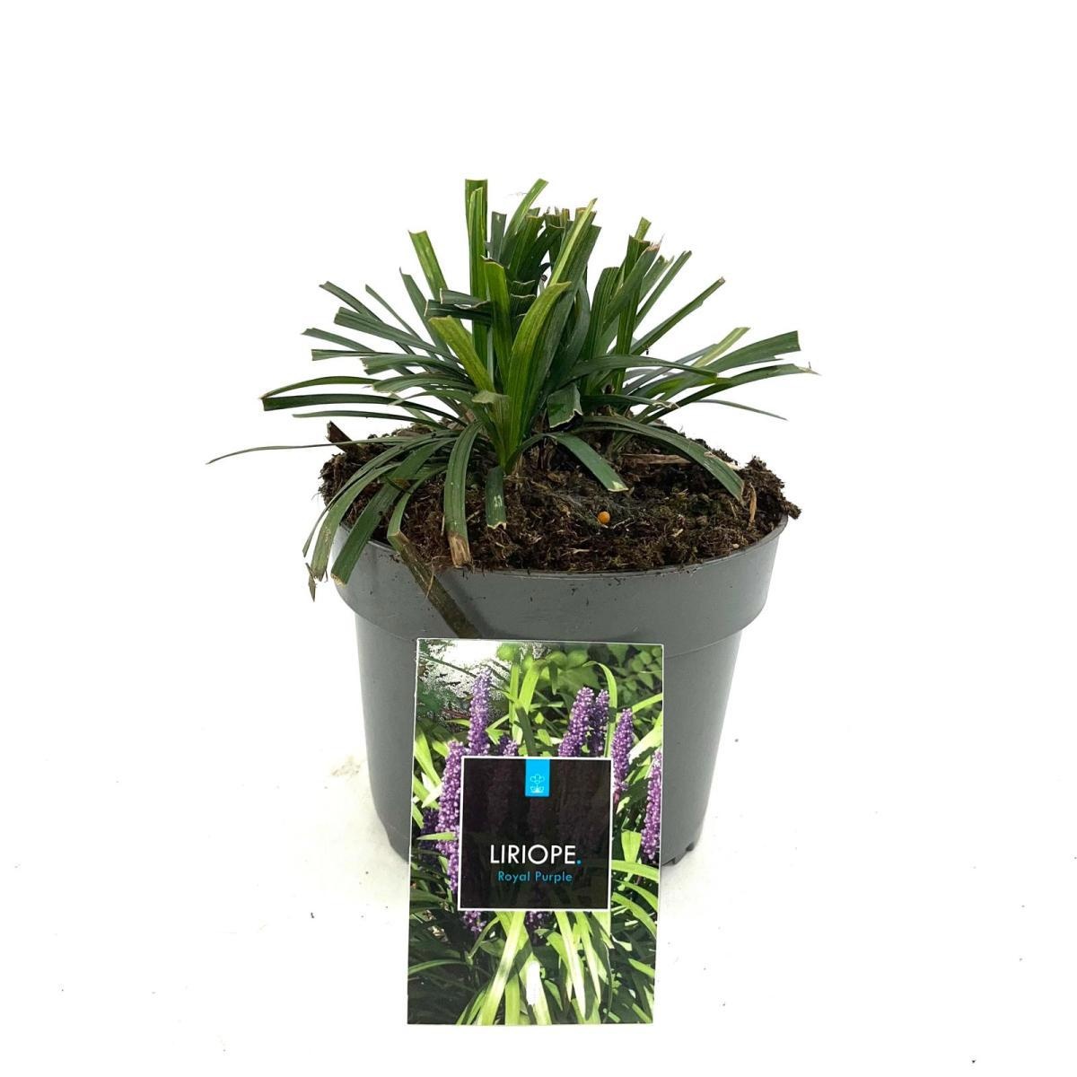 Liriope muscari 'Royal Purple', D 17