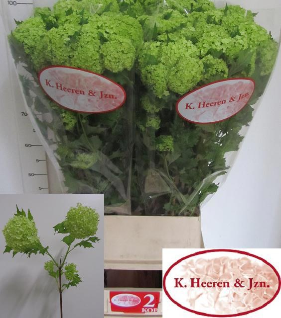 Вибурнум Розеум 100 (зел.), шт.