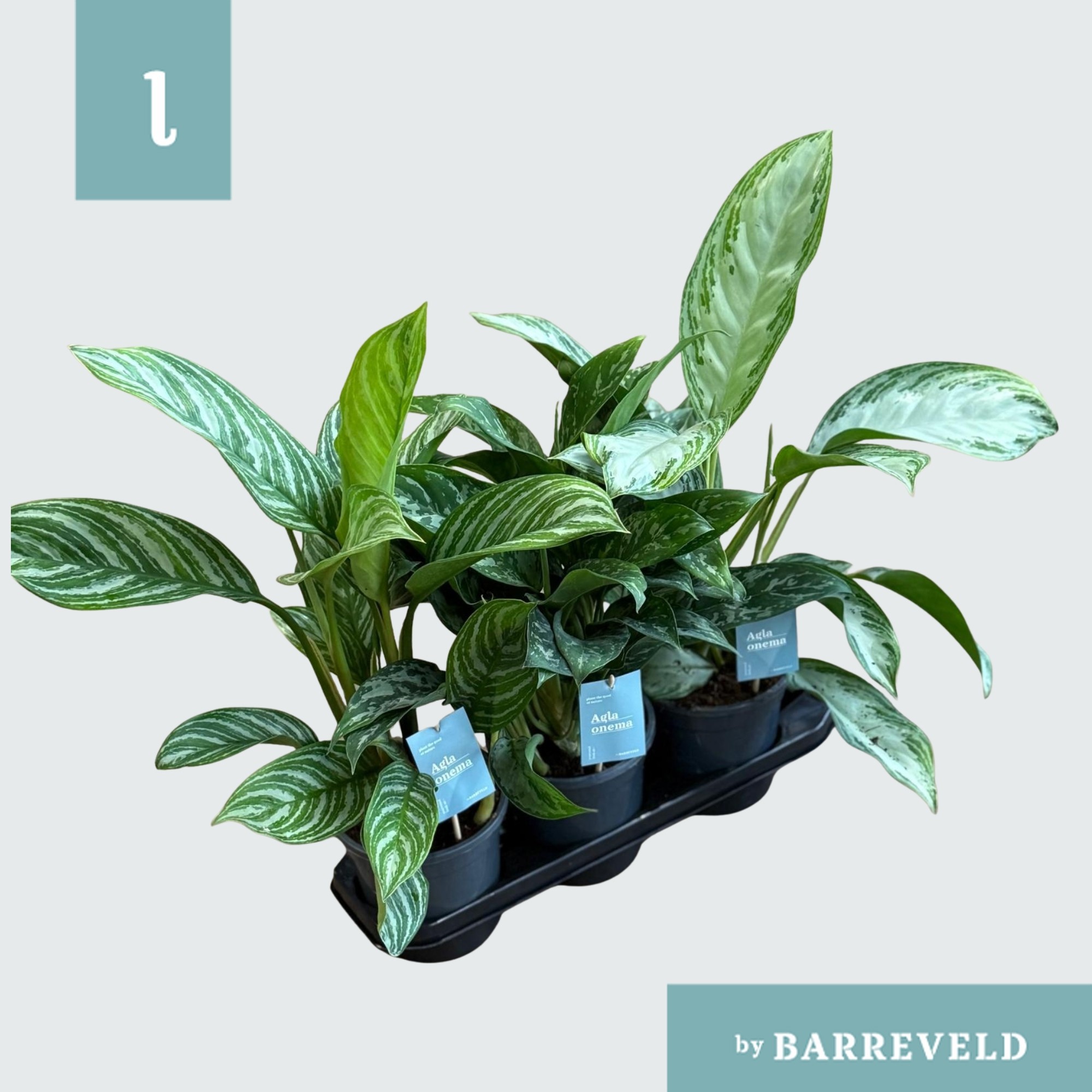 Green Agla mixtray 3Gaats (Aglaonema), D 17