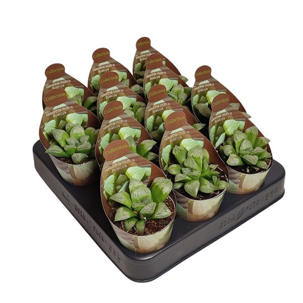 HAWORTHIA MUTICA BYAKUYA - COLLECTION WITH POTCOVER Ø 6,5 (SUCCULENTEN), D 6,5