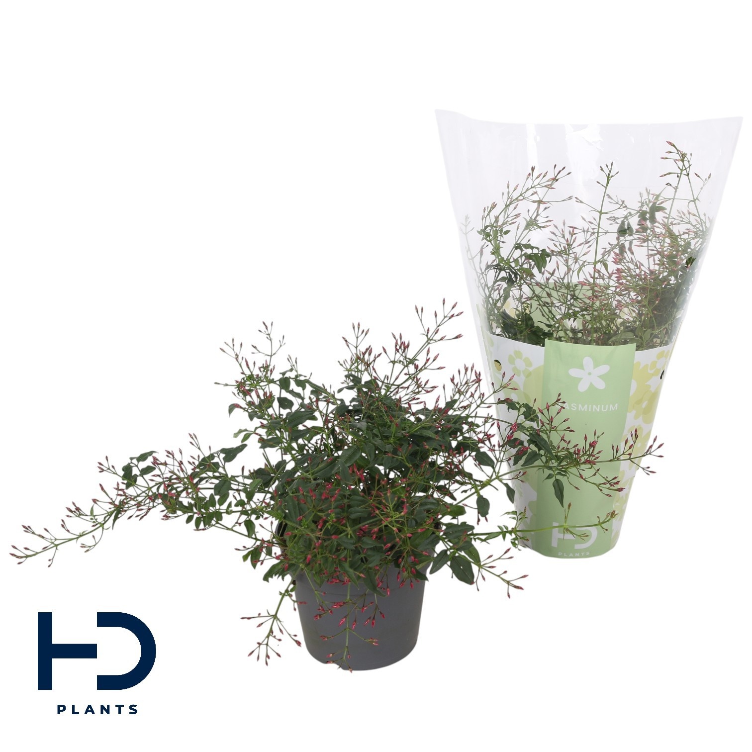 Jasminum struik Passion Dark Pink 300 knop p12 (Jasmijn), D 12