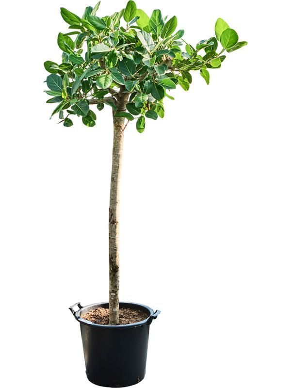Ficus benghalensis 'Audrey', D 45
