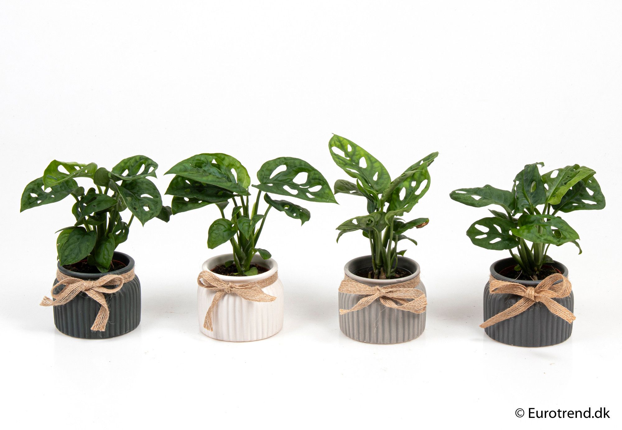 Monstera deliciosa in ceramic - New Look 2025, D 6