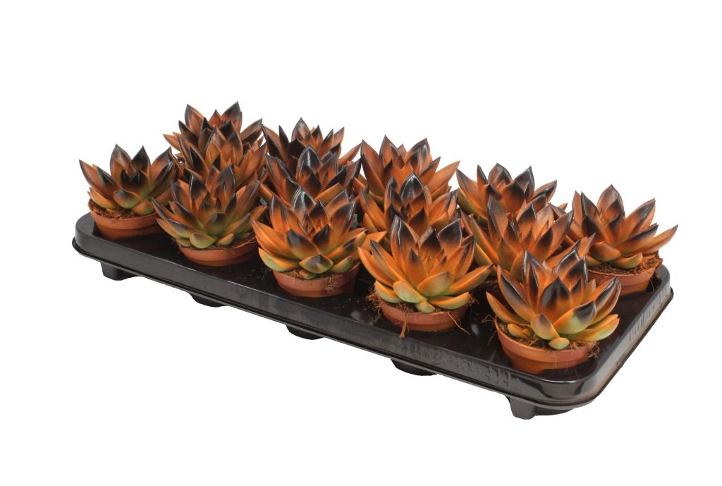 Miranda bicoloured orange/black, D 8,5 cm