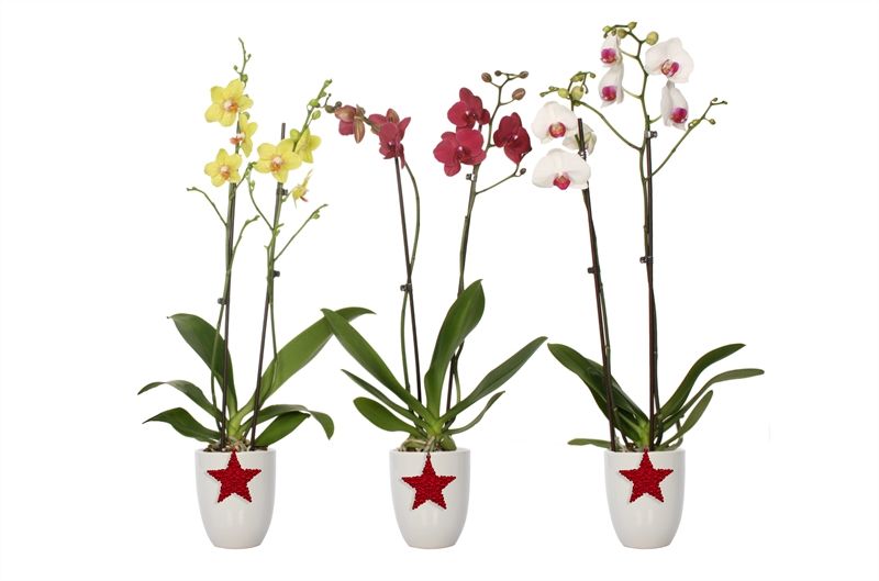 Hugo p12 white Phal mix 2T14+, D 12 cm