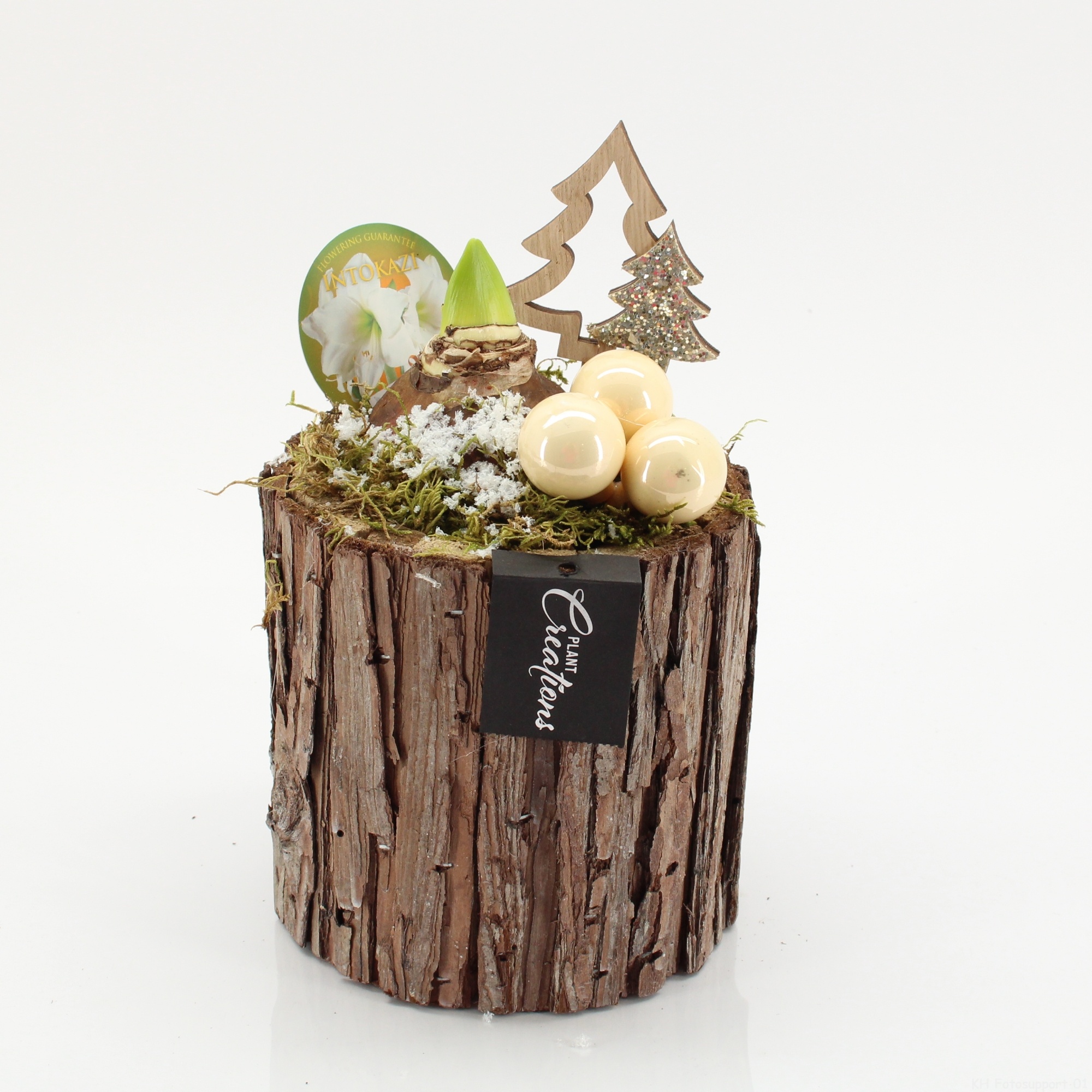 HICR-2528W Kerst Amaryllis, D 14 cm