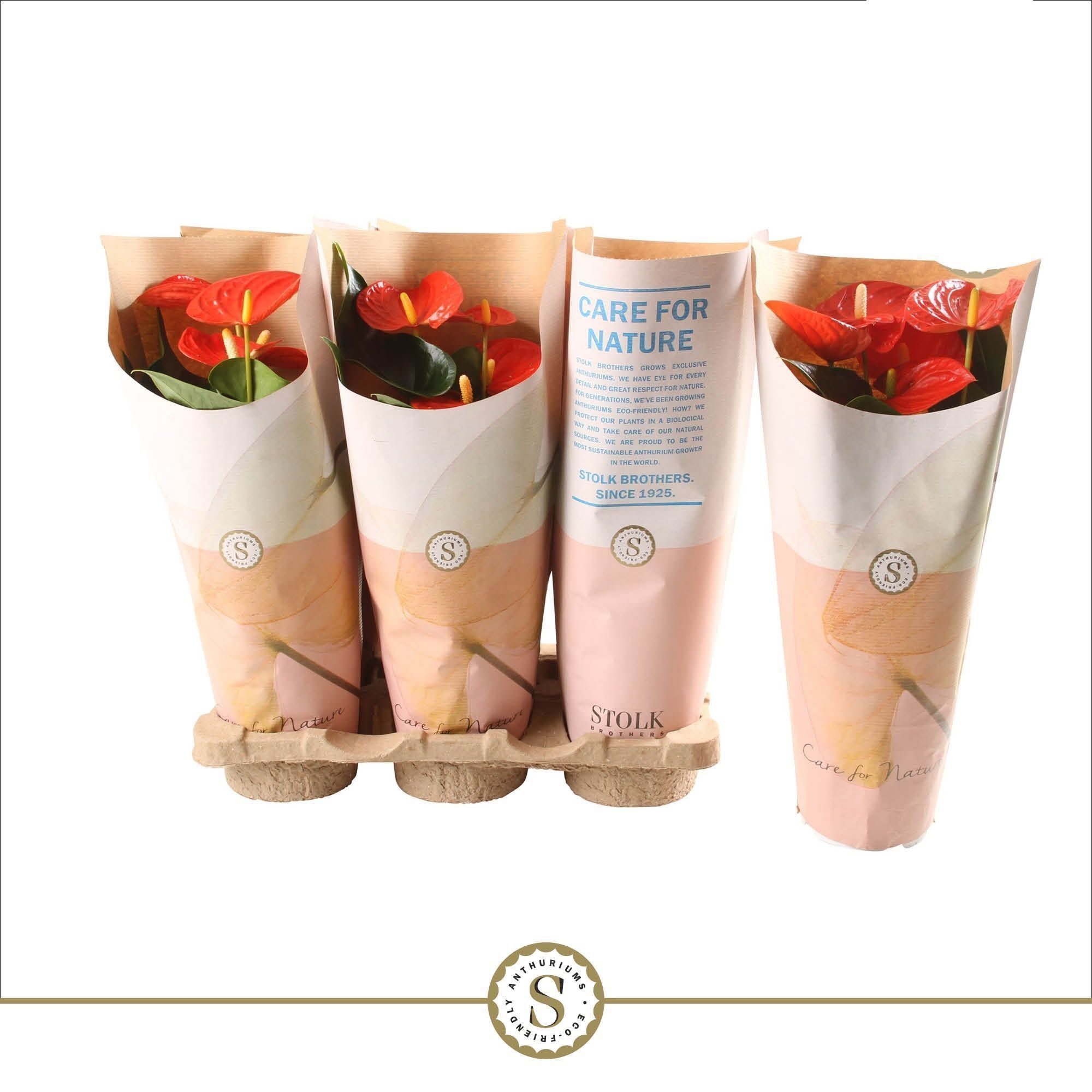 Anthurium Orange Champion 12cm in papieren hoes, D 12