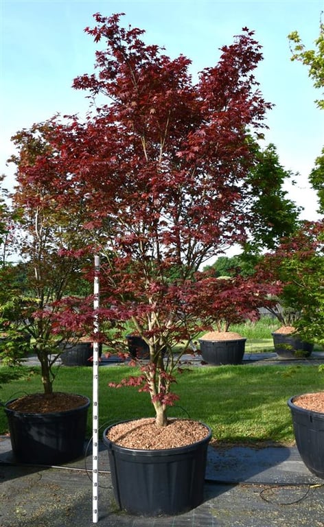 Acer pal. 'Sumi-nagashi', D 92 cm