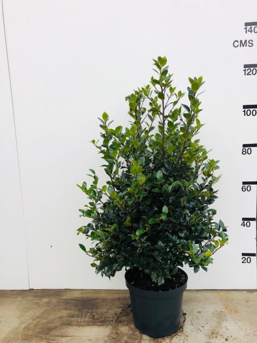 Ilex meserv. Heckenfee, D 30 cm
