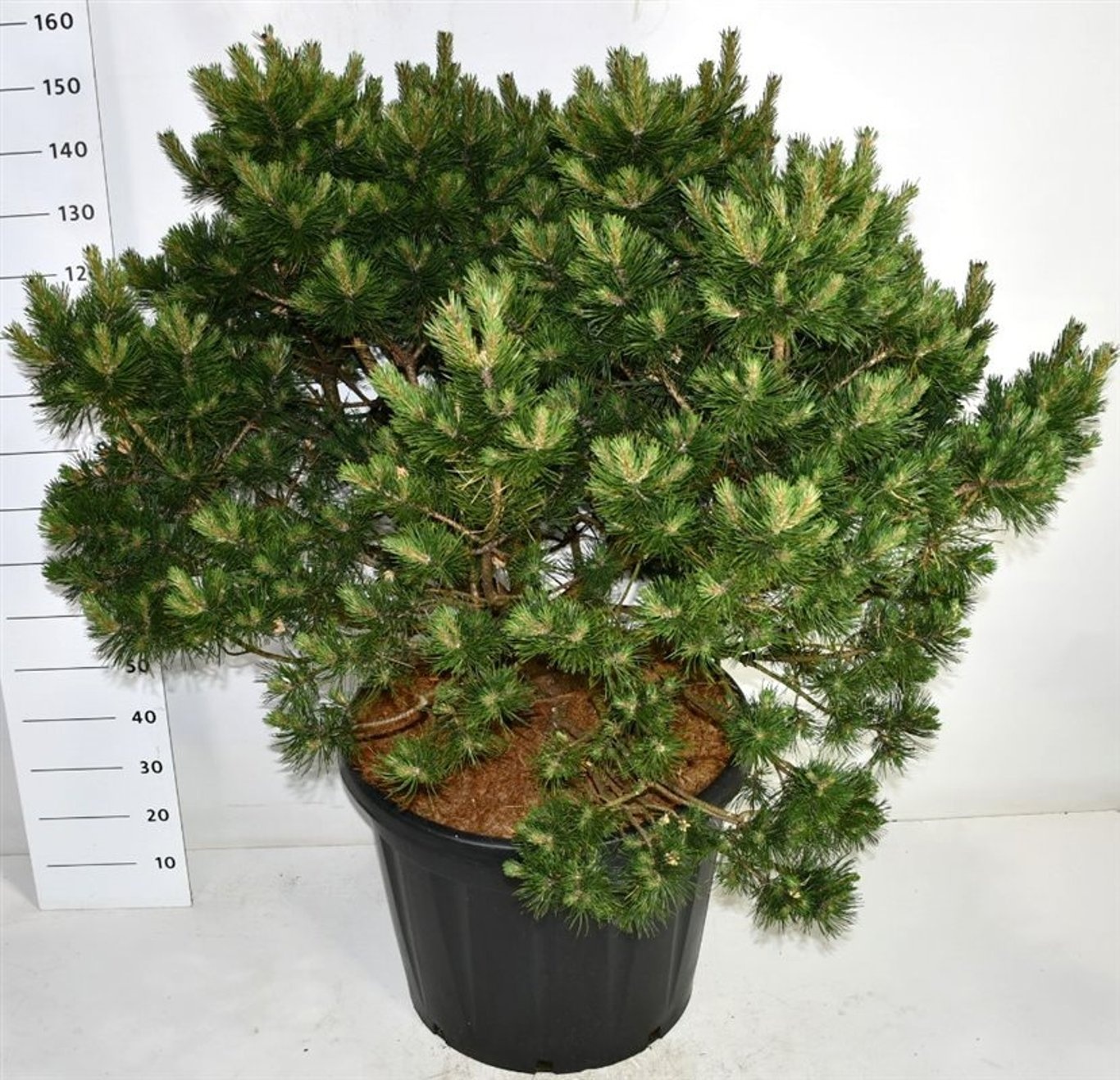 Pinus mugo 'Gnom', D 65 cm