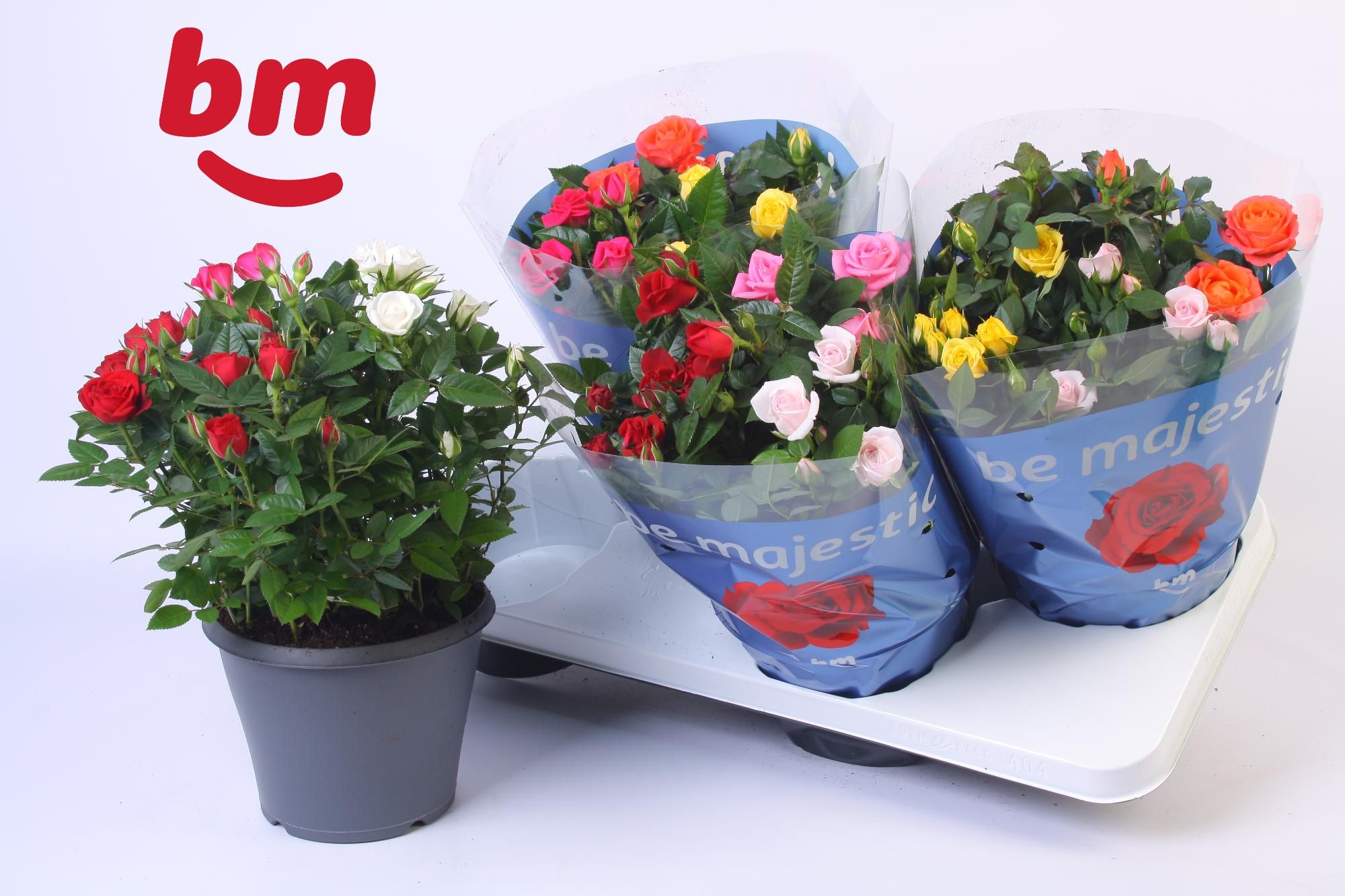 Rosa Jewel Patio Confetti Mix 17cm, D 17