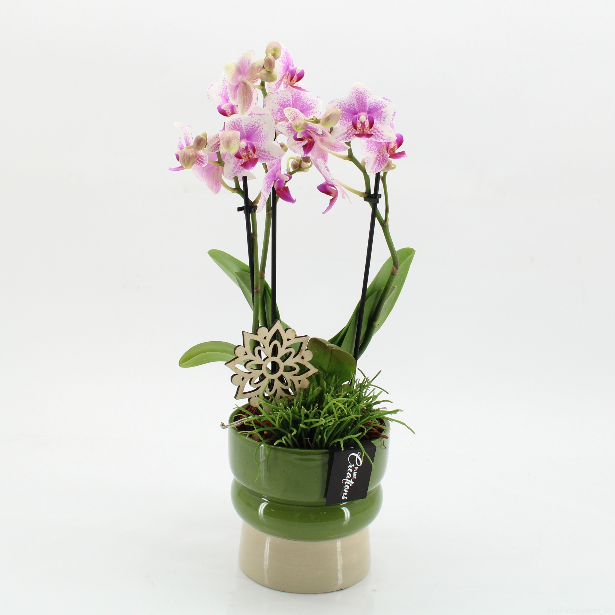 PHAL-2619RZ Phalaenopsis creatie, D 14