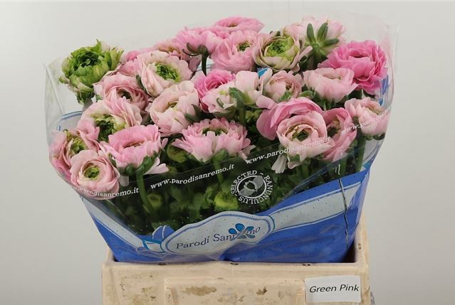 Ранункулус Фестиваль Дарк Пинк 40 (роз.), шт.