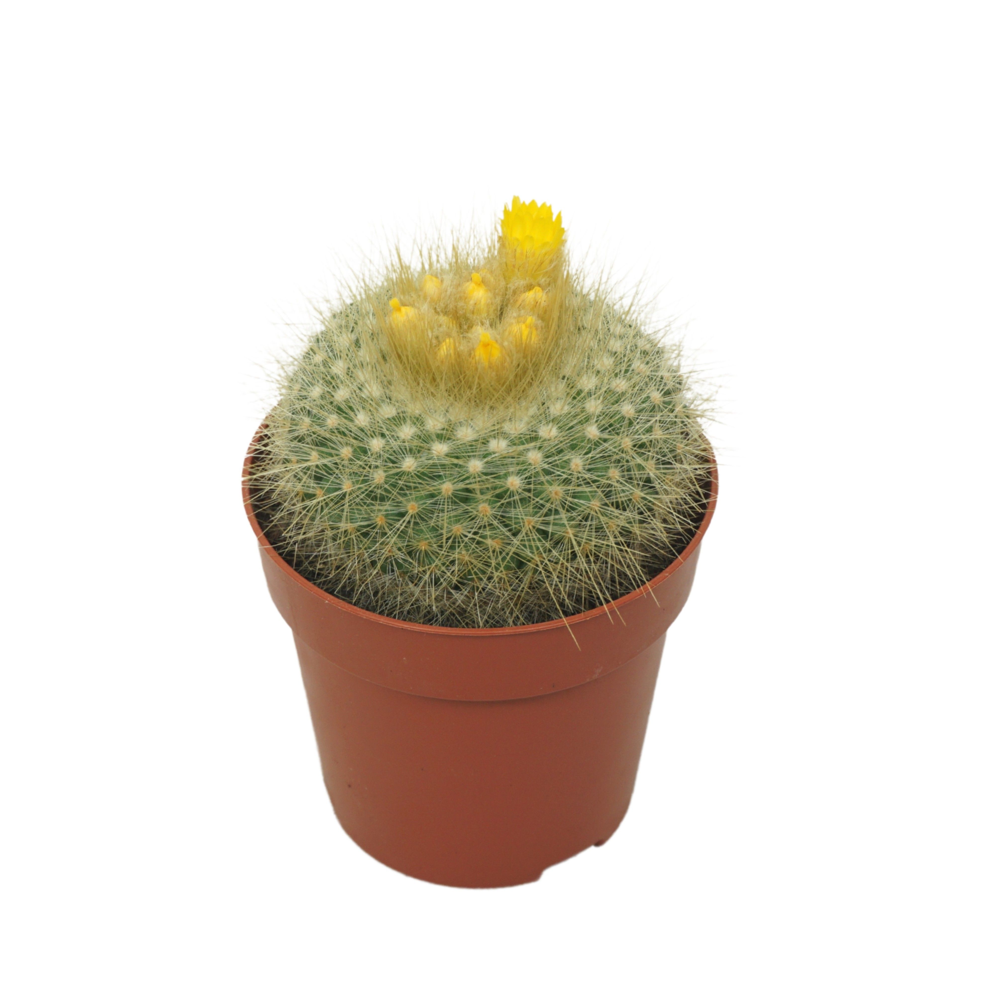 Parodia 8,5 cm bloeiend, D 8,5