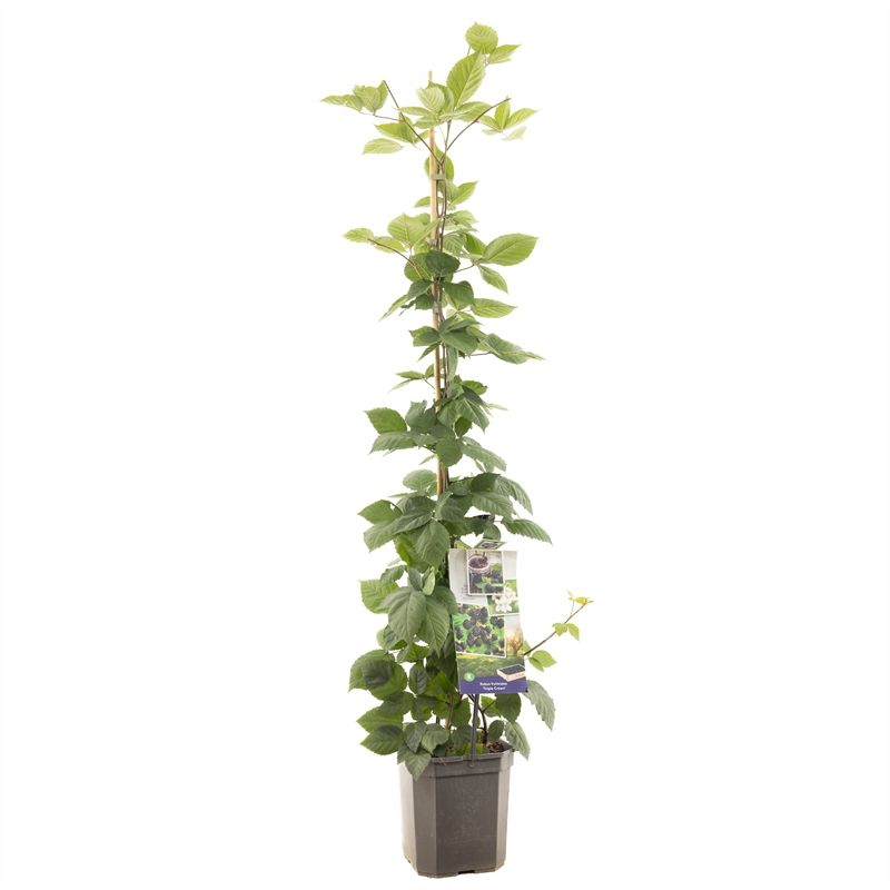 Rubus frut. Triple Crown P24 Doornloze braam, D 24 cm