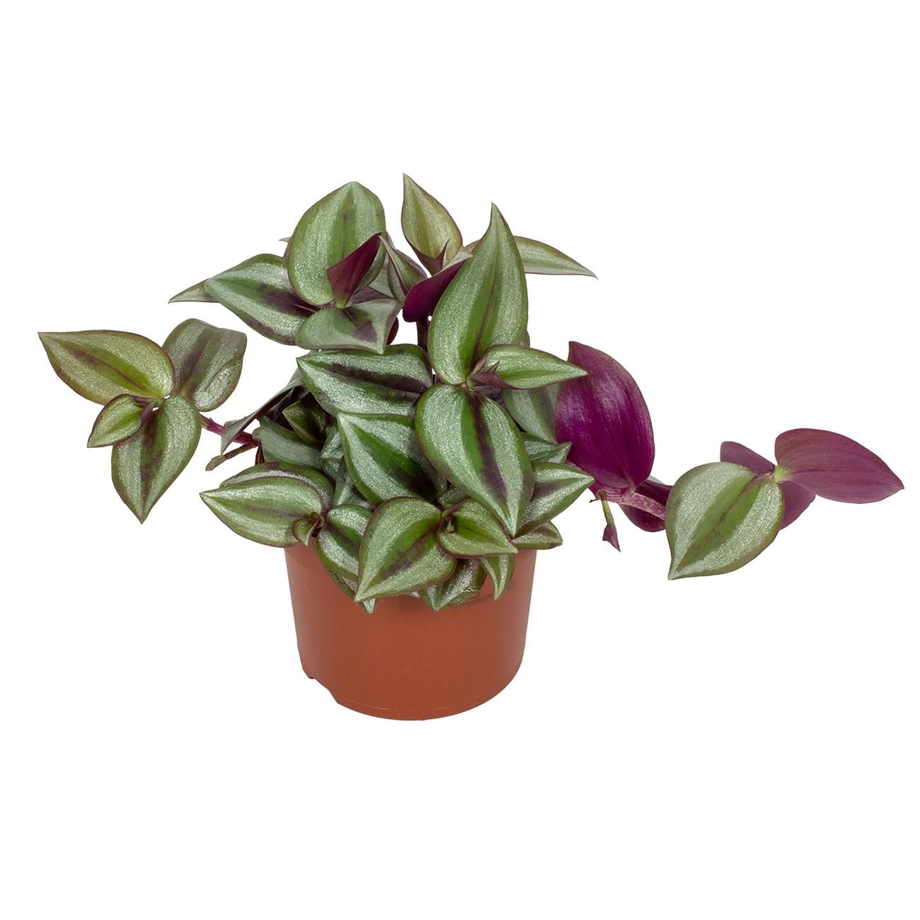 Tradescantia zebrina 'Violet Hill' 9CM, D 9