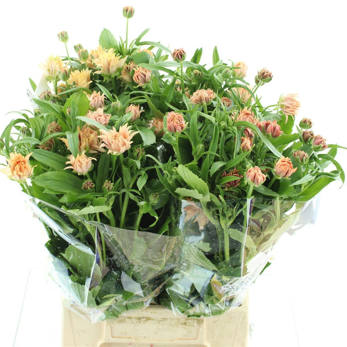 Ранункулус Овериг 50, шт.