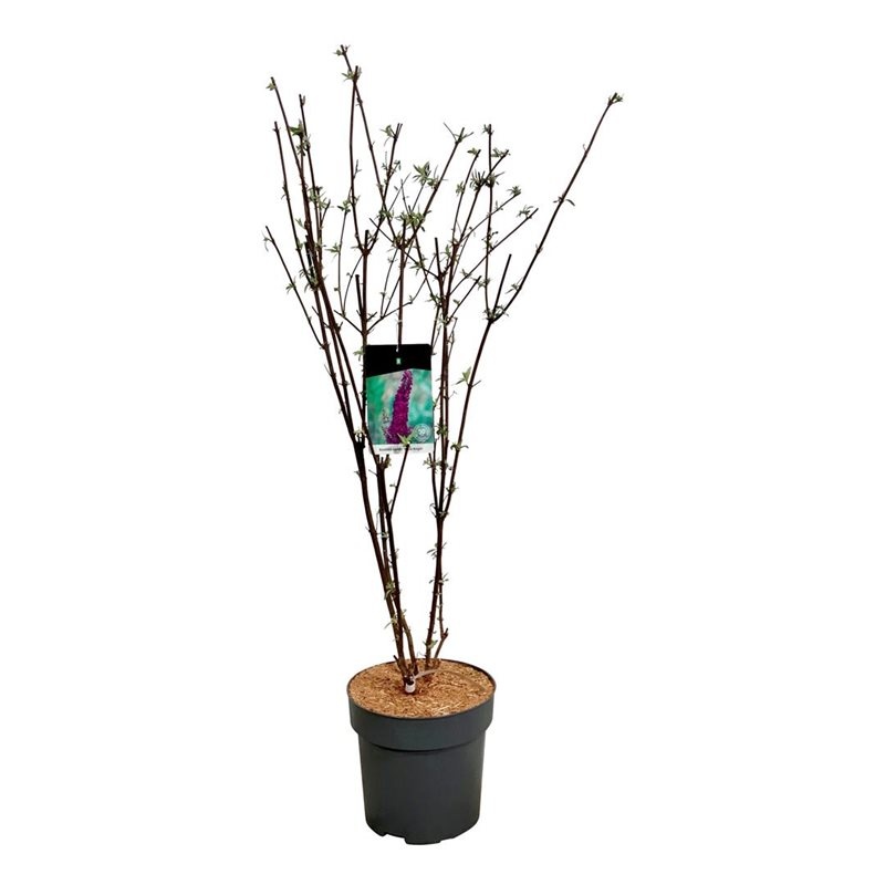 Buddleja dav. 'Black Knight', D 32 cm Buddleja dav. 'Black Knight', D 32 cm