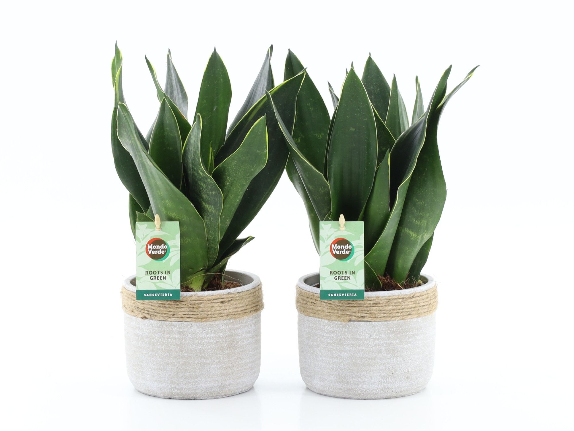 Sansevieria Black Diamond in Sturdy, D 13