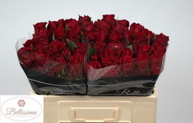 Роза од. Эвер Рэд 50, шт.