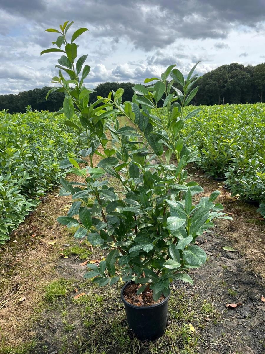 Prunus l. 'Rotundifolia', D 35