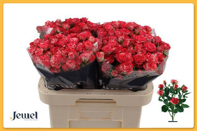 Роза куст. Фаеворкс 60, шт.