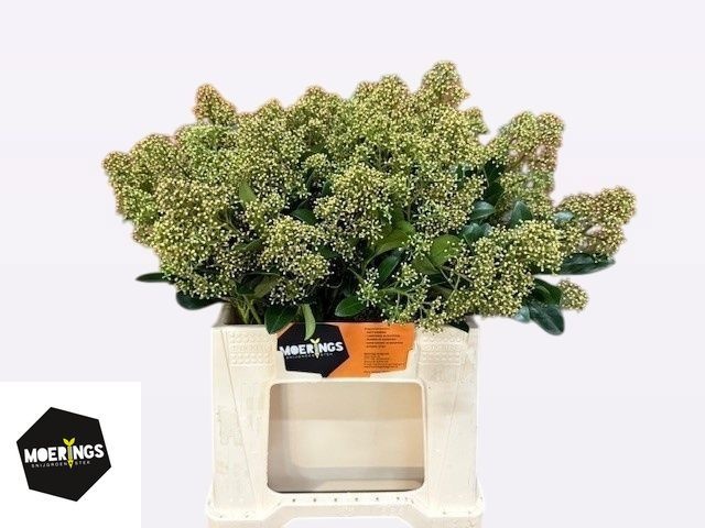 Скимия Сноу Вайт за пучок 40, пуч.