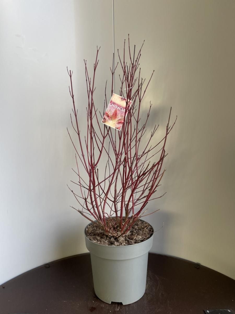 Cornus alba Miracle, D 32