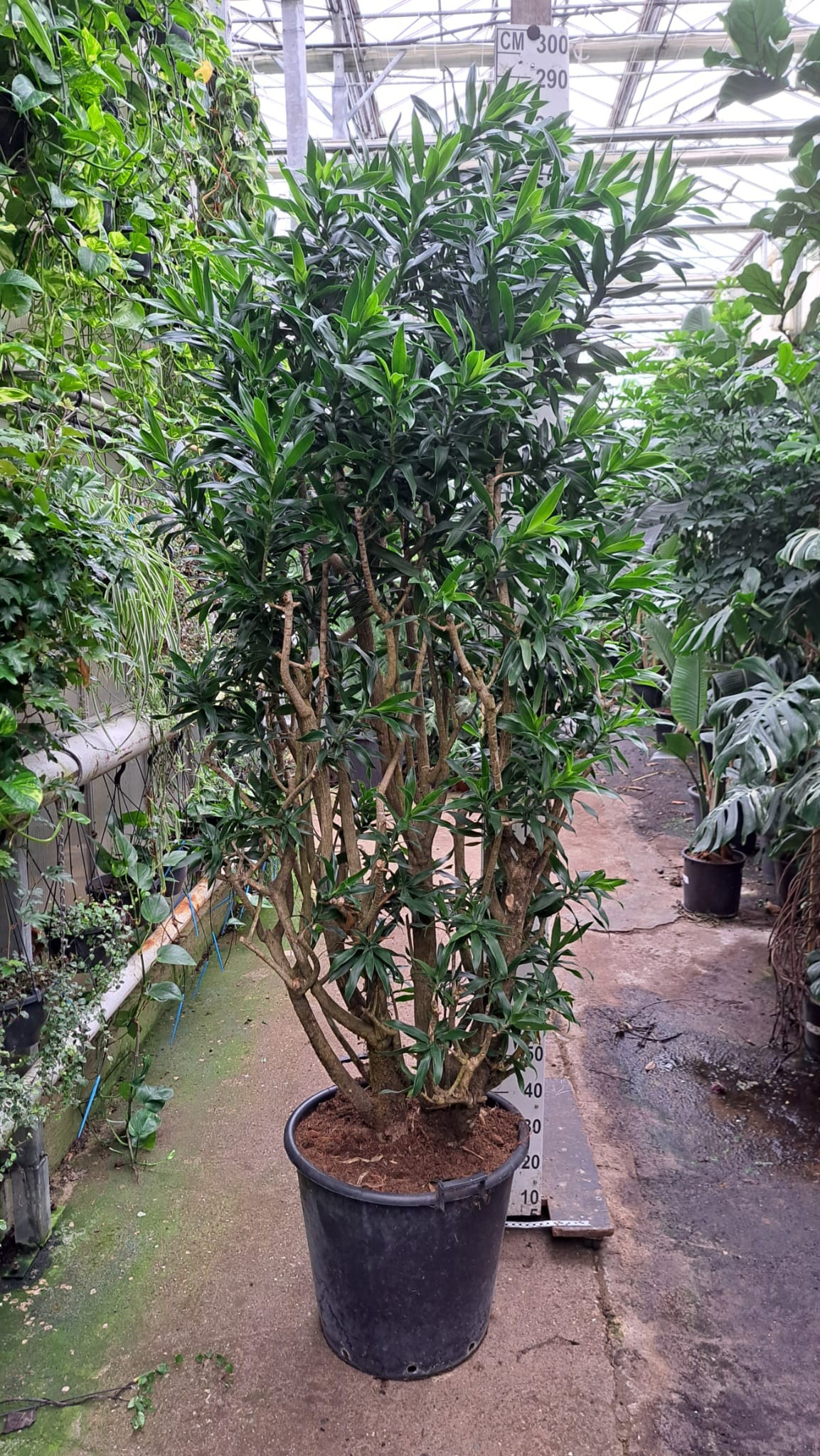 Dracaena reflexa pleomele vertakt XXXL, D 55
