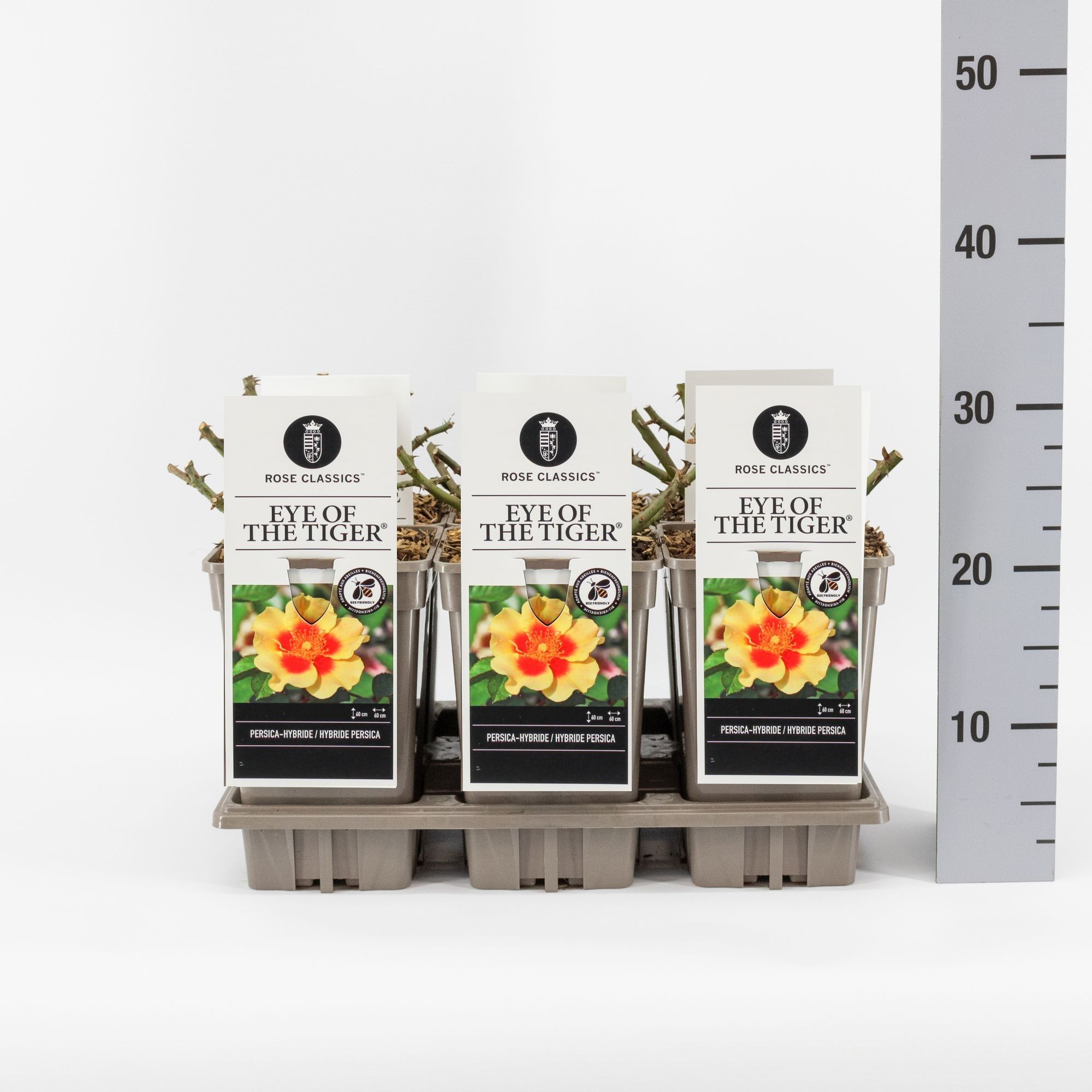 Rosa (Persica) Eye of the Tiger ®, C3, D 17