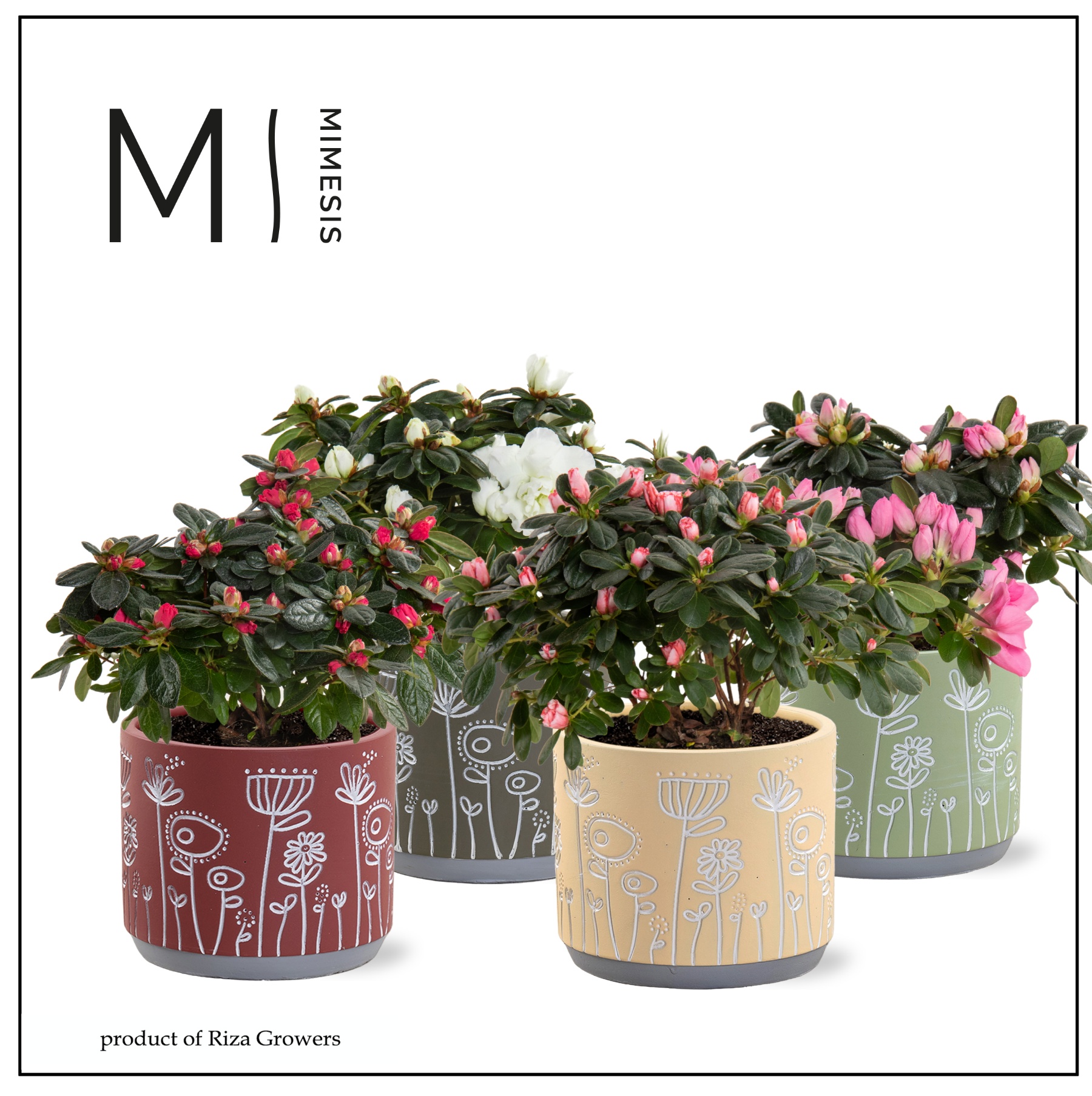 Azalea Mix- 13 cm in Joelle - Nature World, D 13