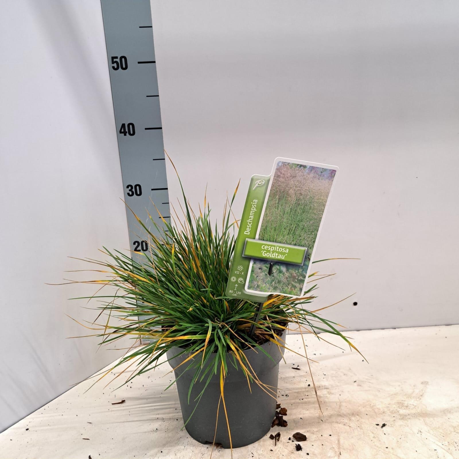 Deschampsia cespitosa 'Goldtau', D 17