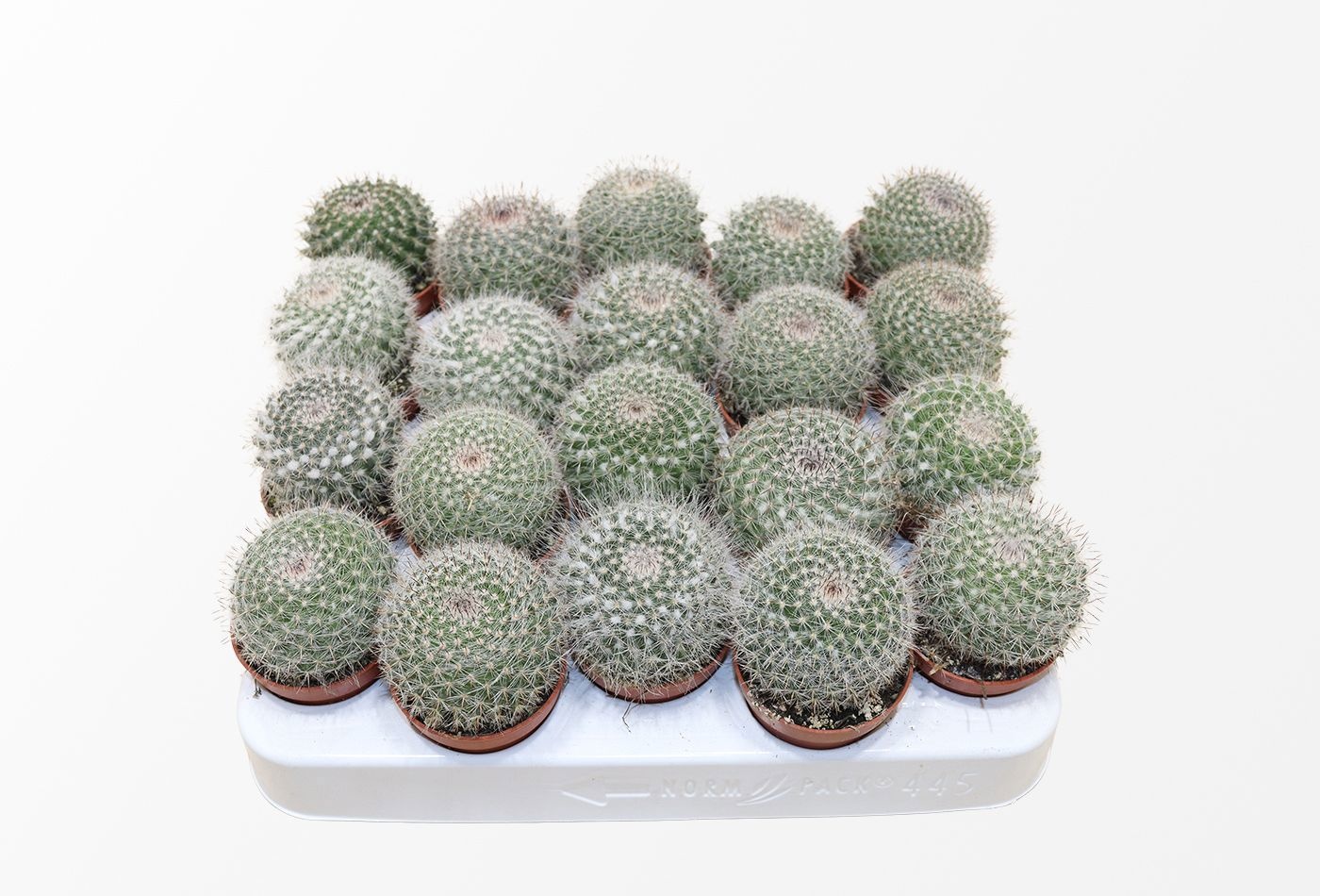 Mammillaria Hahniana, D 5,5