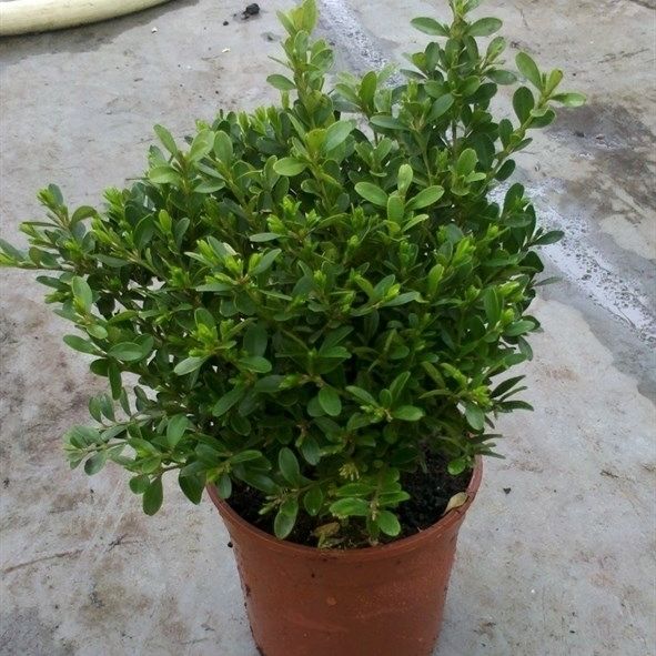 Buxus microphylla 'Rococo', D 13