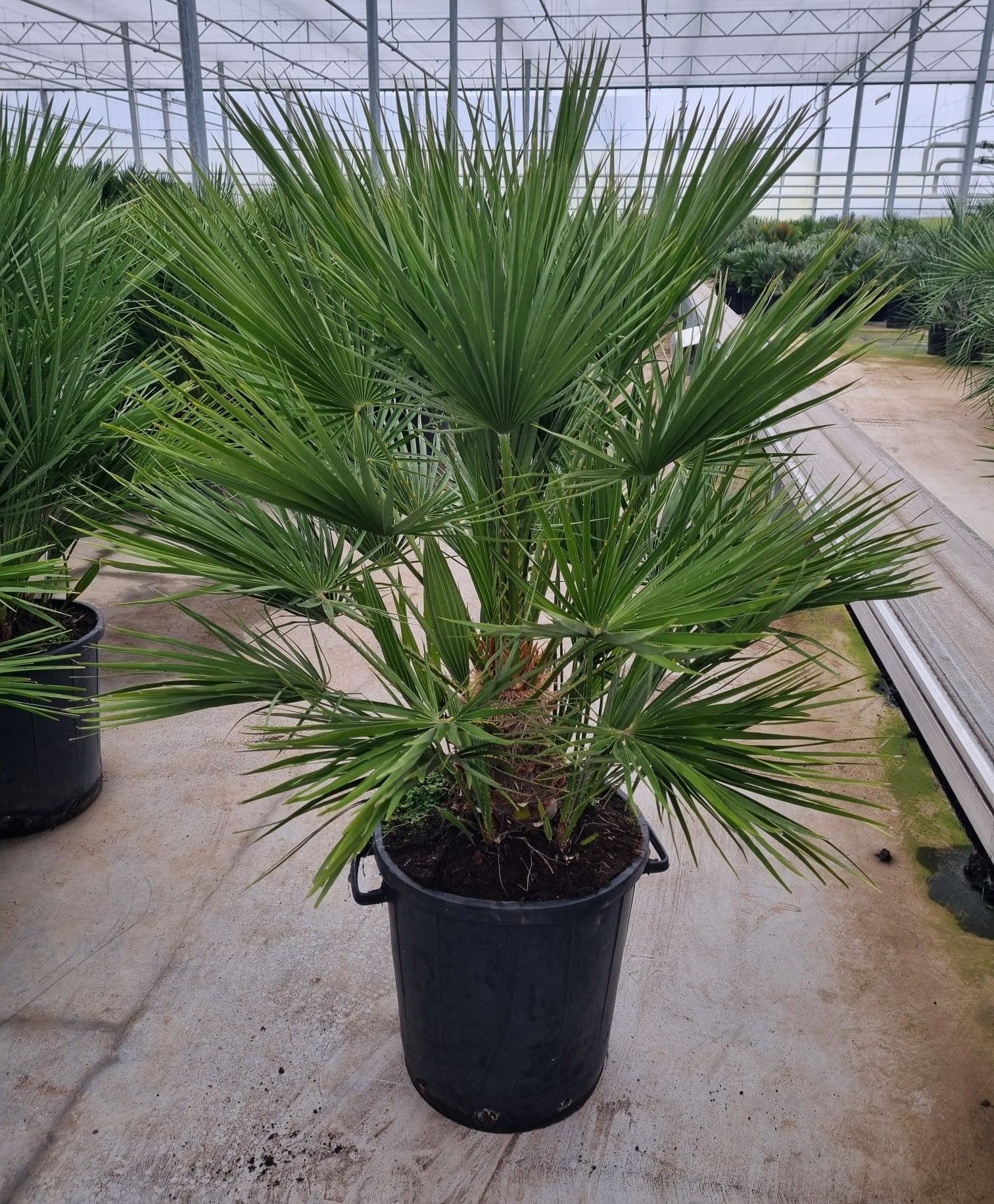 Chamaerops humilis, D 40