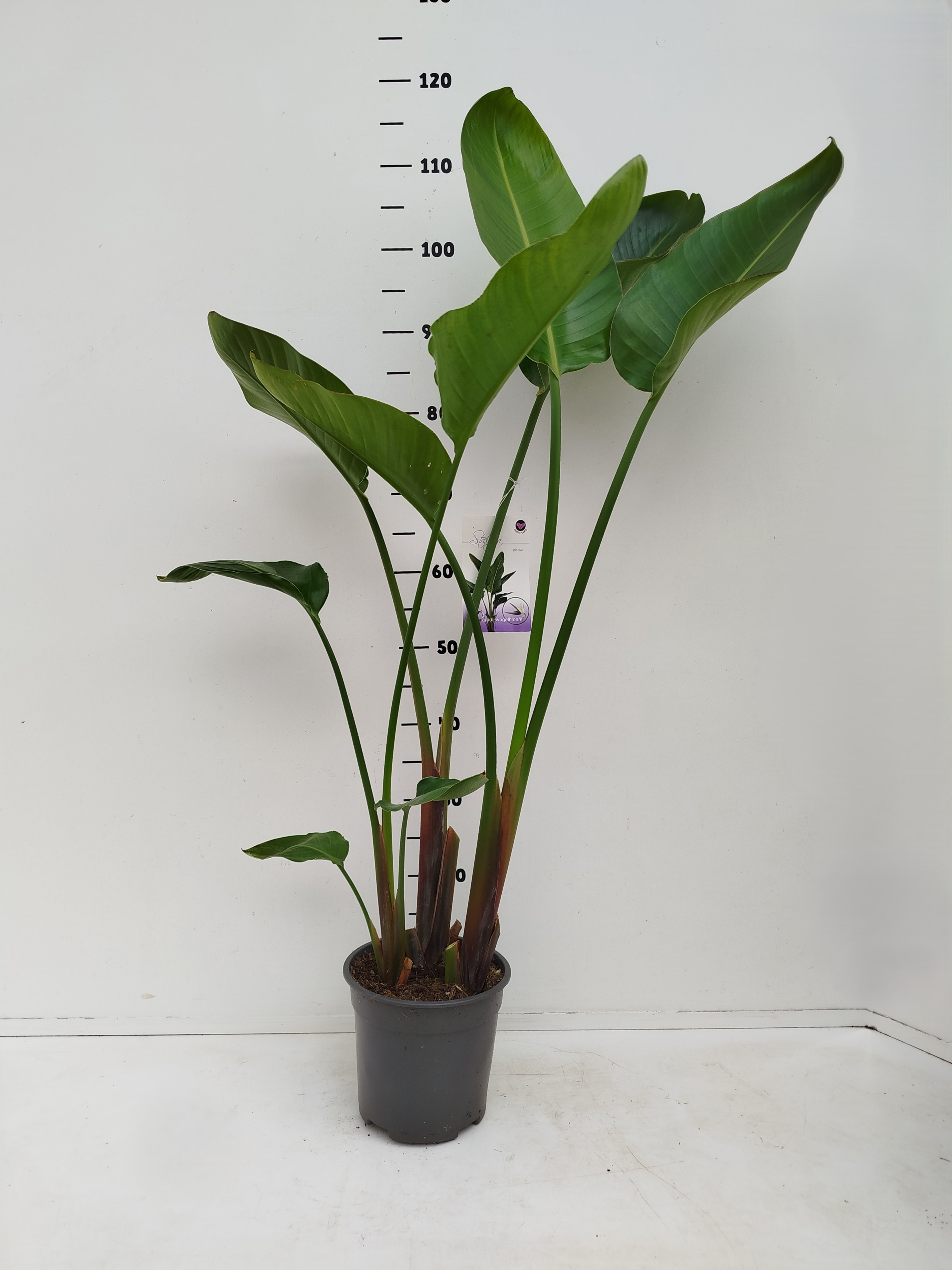 strelitzia nicolai, D 24