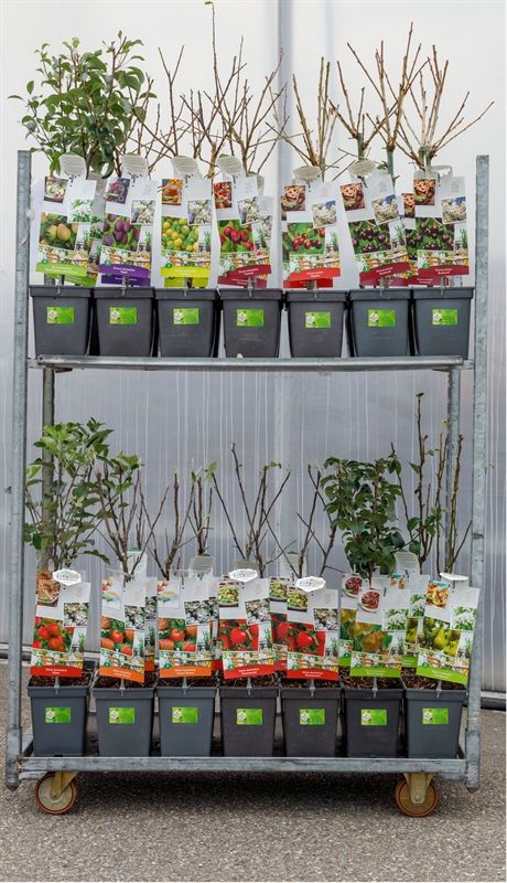 Mix Patiobomen Mix Patiobomen (CC of laag), D 18