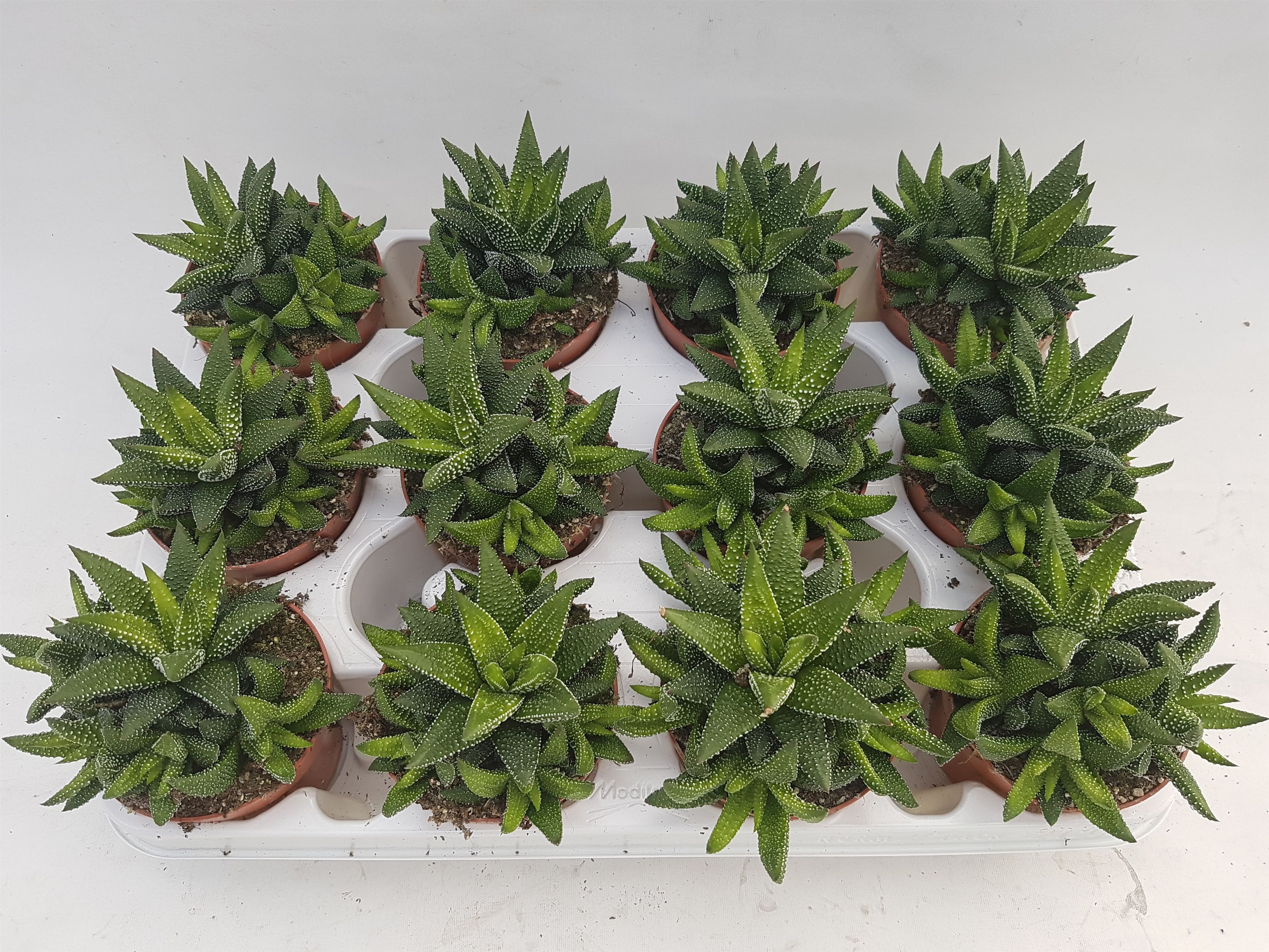 Haworthia enon, D 8,5