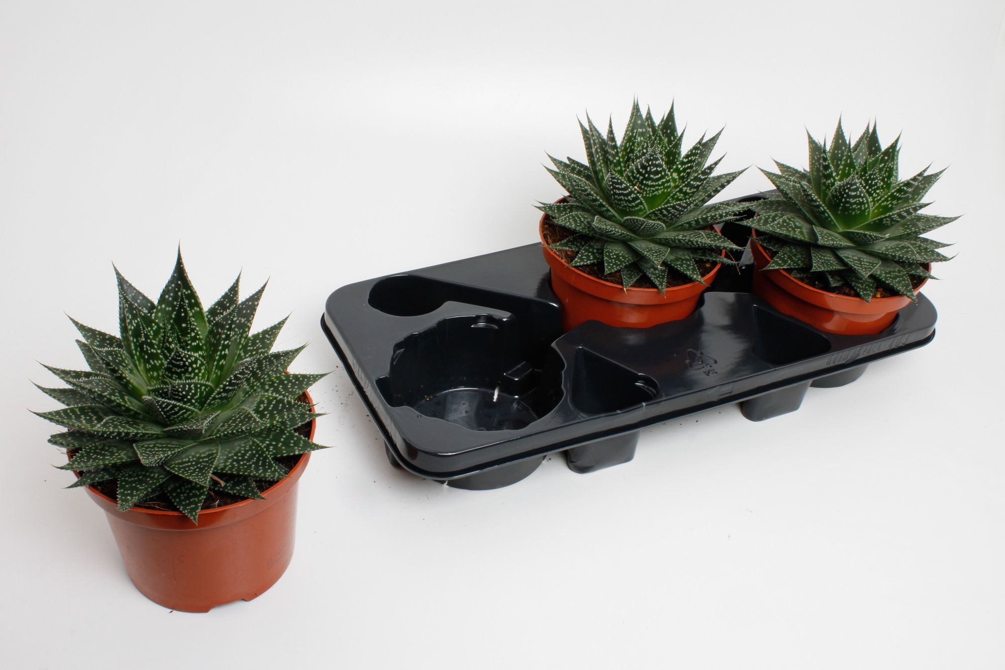 Aloë Aristata special, D 17